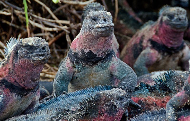 galapagos santa cruz